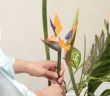 Ikebana-Kunst: Blütenzauber erobert BUGA 2023 (Foto: AdobeStock - rockdrigo68 405826119)